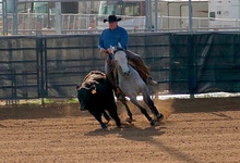 A man on a gray horse alongside a running cow, both turning