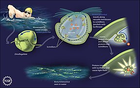 A surf wave at night sparkles with blue light due to the presence of a bioluminescent dinoflagellate, such as Lingulodinium polyedrum