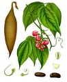 Physostigma venenosum "Calabar bean", source of physostigmine (coloured plate from Köhler's Medicinal Plants)