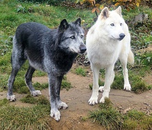 Photograph showing one black and one white wolf standing alongside each other