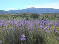 Caliente Peak, California