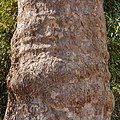 Trunk of the Platanus × hispanica (detail).