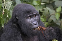 Female eating root