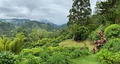 Valle de Cocora