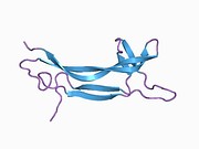 1bet: NEW PROTEIN FOLD REVEALED BY A 2.3 ANGSTROM RESOLUTION CRYSTAL STRUCTURE OF NERVE GROWTH FACTOR