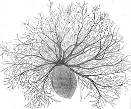 Oodinium, a genus of parasitic dinoflagellates, causes velvet disease in fish[213]