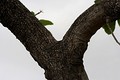 Trunk in Narsapur, Medak district, India