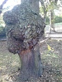 Burl on wych bole, Regent Road, Edinburgh