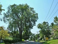 Surviving American elm "street tree" in western Massachusetts (2016)