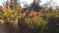 Blooming Aloe arborescens