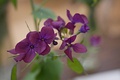 Honesty Lunaria annua