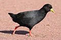 Black crake