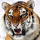 Siberian tiger baring teeth as a sign of aggression