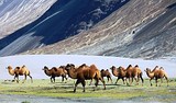 Bactrian camels