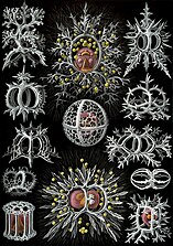 Drawings by Haeckel 1904 (click for details)