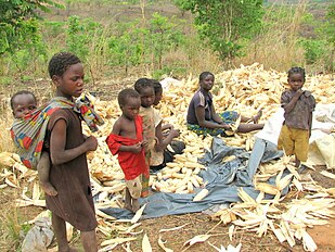 Peeling maize in Zambia