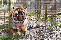 Tiger at Big Cat Rescue in 2014