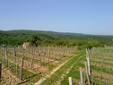 Vineyards of Kistótfalus