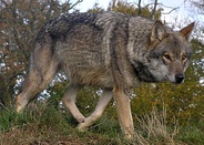 Subespecies: De izquierda a derecha y de arriba abajo: lobo común, lobo ibérico, perro, lobo del Mackenzie, dingo, lobo italiano, lobo indio, lobo tibetano y lobo ártico.