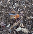 A spider wasp feeding on a spider in Nairobi, Kenya