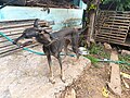 Kanni Dog in Thrissur Kerala