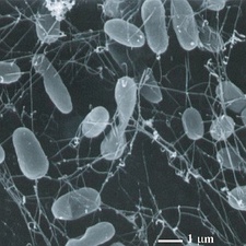 Thermophiles, such as Pyrolobus fumarii, survive well over 100 °C