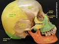 Visión lateral del cráneo, en la que se observa el hueso parietal o, en inglés, parietal bone (en color amarillo).