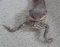 H. platirhinos eating a toad.