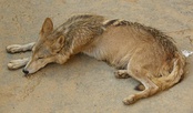 Subespecies: De izquierda a derecha y de arriba abajo: lobo común, lobo ibérico, perro, lobo del Mackenzie, dingo, lobo italiano, lobo indio, lobo tibetano y lobo ártico.