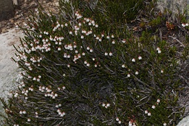 Cassiope mertensiana