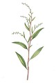 Water pepper or Polygonum hydropiper