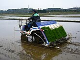 Ploughing a rice terrace with water buffaloes in Java