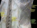 External abdominal oblique muscle. Anterior abdominal wall. Deep dissection. Anterior view.