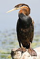 African darter