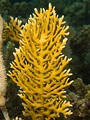 Millepora alcicornis o coral de fuego.