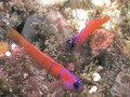 Bluebanded gobies, San Clemente Island