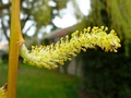 Male flowers of Salix babylonica