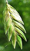 A Chasmanthium latifolium spikelet