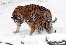 Tigress with cub in snow