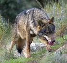 Subespecies: De izquierda a derecha y de arriba abajo: lobo común, lobo ibérico, perro, lobo del Mackenzie, dingo, lobo italiano, lobo indio, lobo tibetano y lobo ártico.