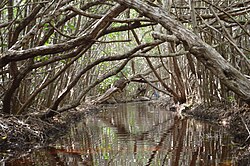 Waders and mangrove at the San Crisanto Ejido