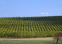 Harvesters in a field of sugar cane in Piracicaba