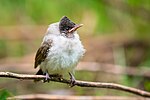 Juvenile of Sooty-headed Bulbul