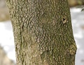 Bark of B. sempervirens 'Arborescens'