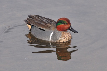 A. carolinensis (A. crecca carolinensis) drake in nuptial plumage, showing vertical white stripe from shoulder