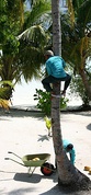 Left: Harvesting coconuts in the Philippines is done by workers who climb the trees using notches cut into the trunk;Center: Worker harvesting coconuts in Veracruz, Mexico using ropes and pulleys;Right: Coconut workers in the Maldives using a loop of cloth around the ankles