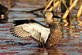 Cape shoveler