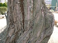 Bark of Salix babylonica