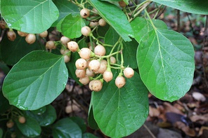 Fruto y semilla del almez: fruto entero, con mesocarpio (de carne comestible, con sabor parecido al de los dátiles), con endocarpio y semilla abierta.