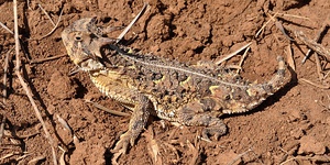 Texas horned lizard (P. cornutum), Armstrong County, Texas, USA (28 April 2013)